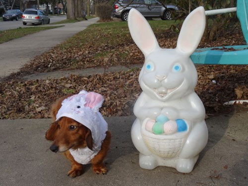 Oscar the Easter Dachsie