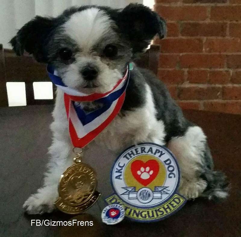 Akc store therapy dog