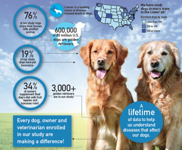 Why Are Golden Retrievers So Prone To Cancer? Lymphoma In Golden Retrievers  – ImpriMed