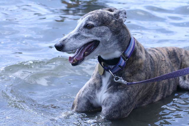 greyhound at castle island boston