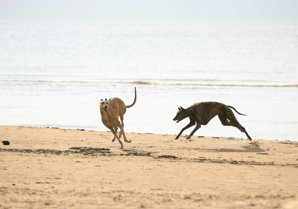greyhounds playing