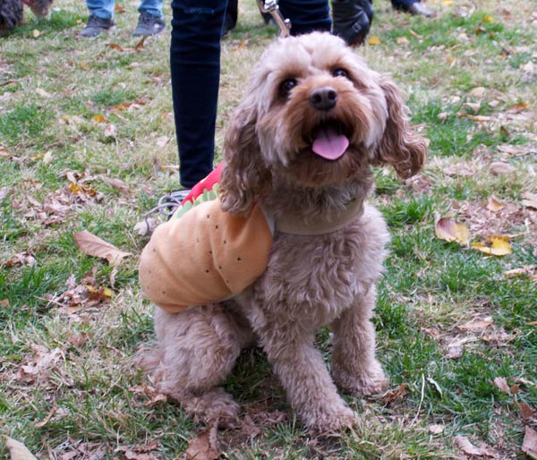 halloween dog parade 6