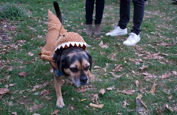 halloween dog parade 7