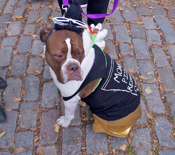 halloween dog parade 8