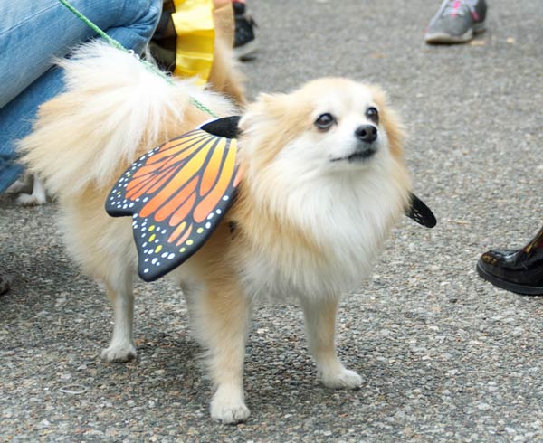 halloween dog parade 10