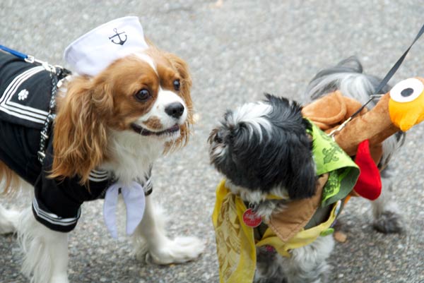 halloween dog parade 14