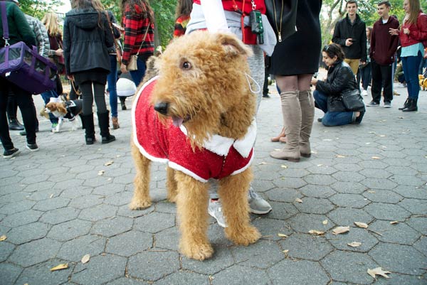 halloween dog parade 16