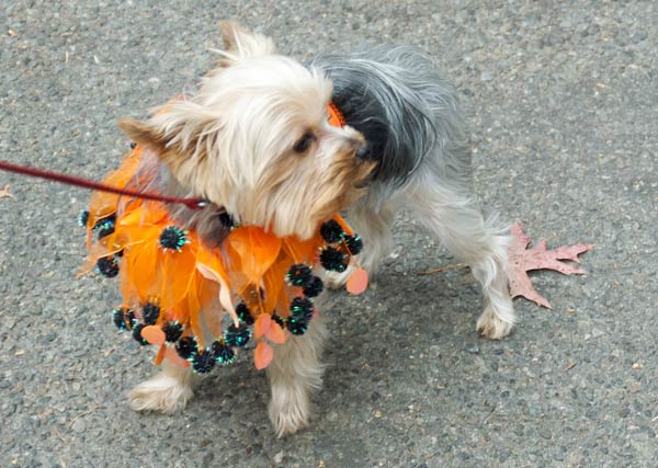 halloween dog parade 18