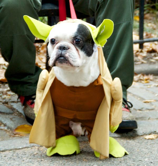 halloween dog parade