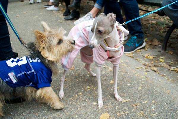 halloween dog parade 21