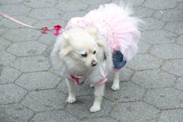 halloween dog parade 5