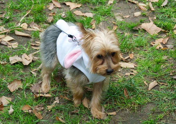 halloween dog parade 7