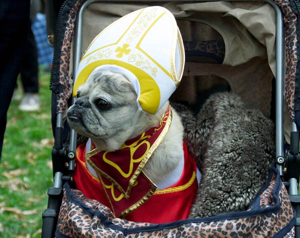 halloween dog parade