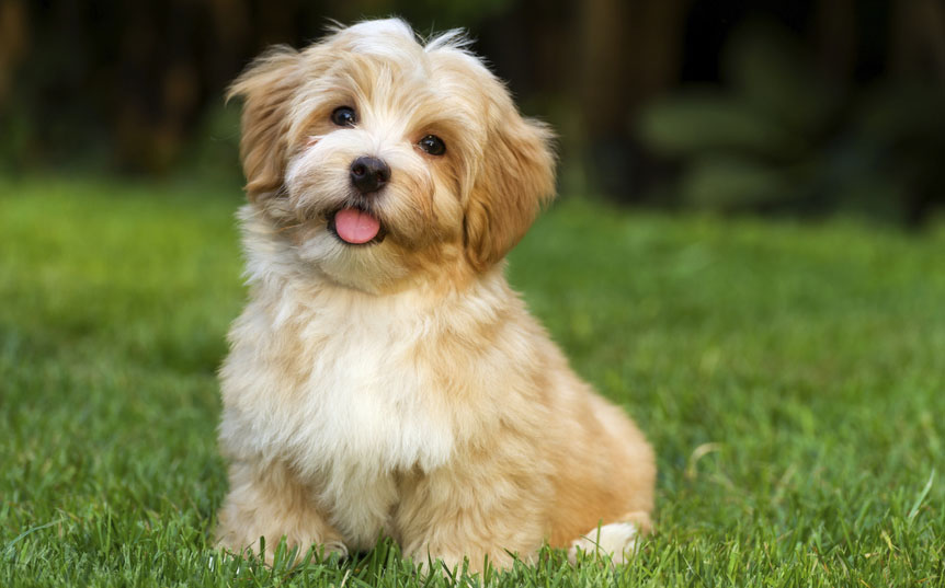 10 Things Only A Havanese Owner Would 