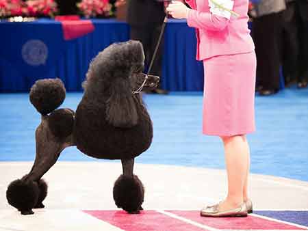 Poodle at show