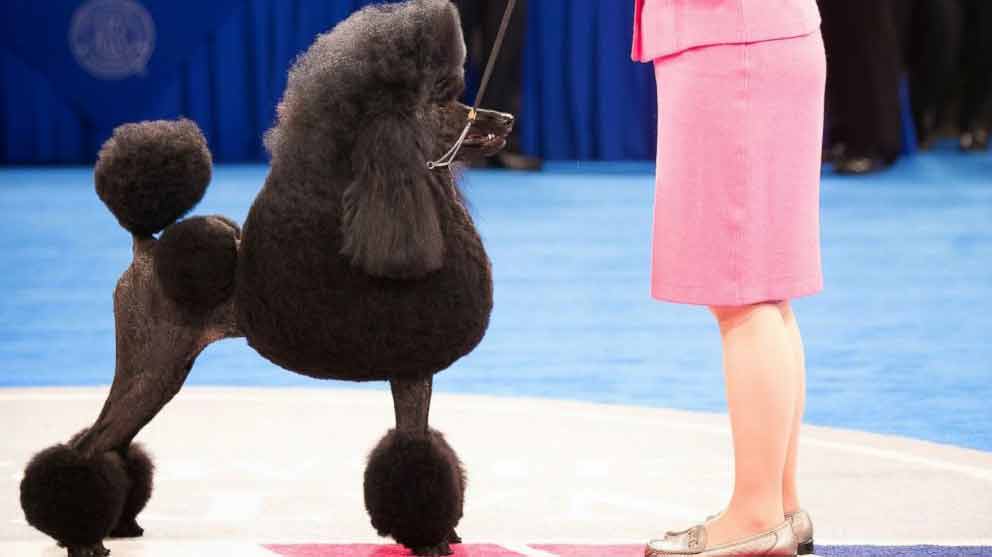 toy poodle show dog