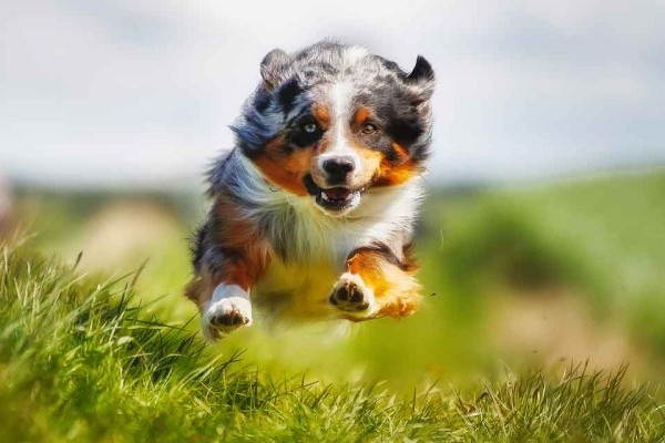 15 Most Active Dog Breeds – American 