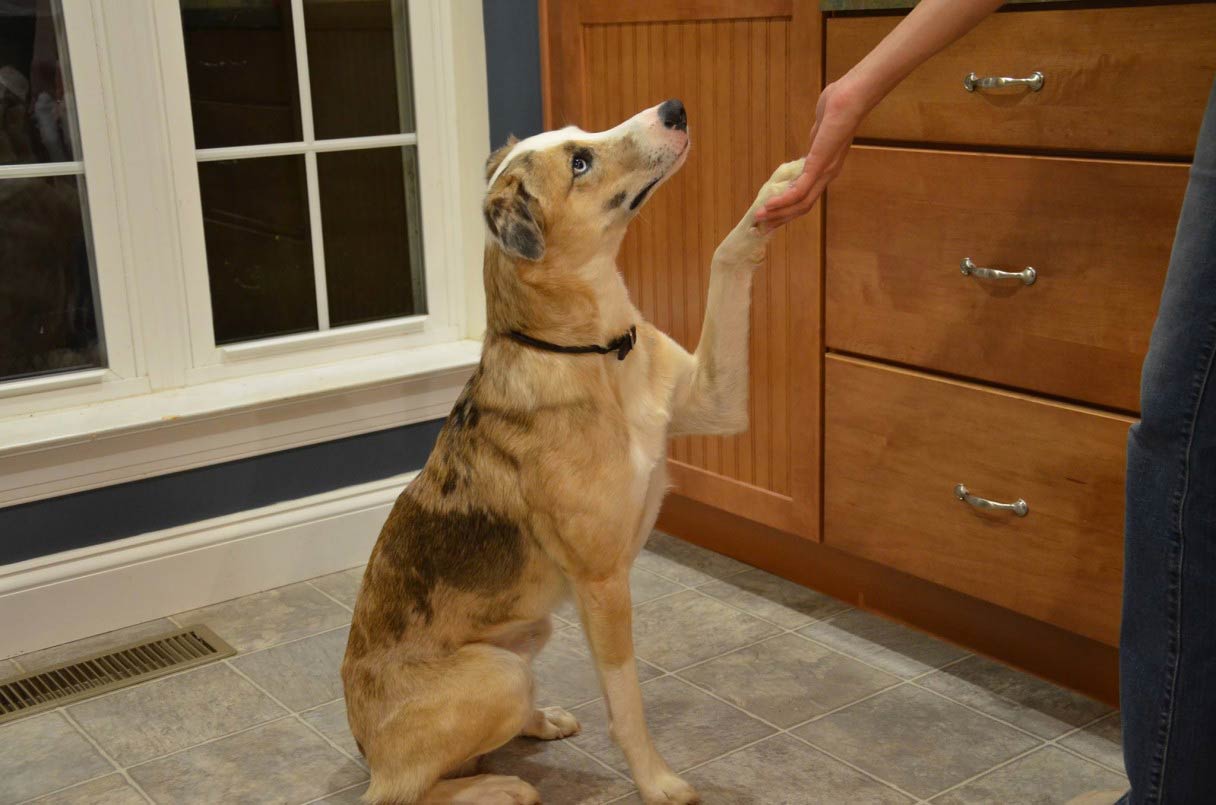 dog hand signal for shake