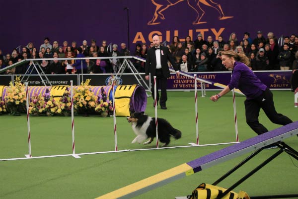 cruzer wkc agility