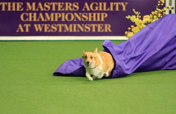 wkc keebler agility