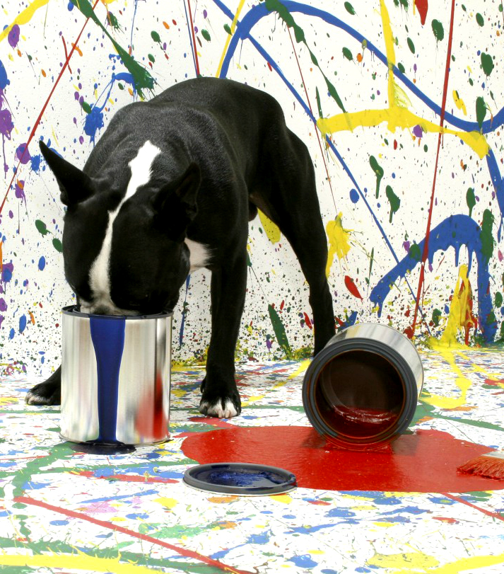Dog playing in paint