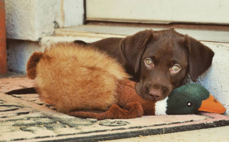 akc registered lab puppies