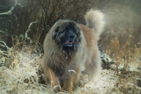 leonberger wookie