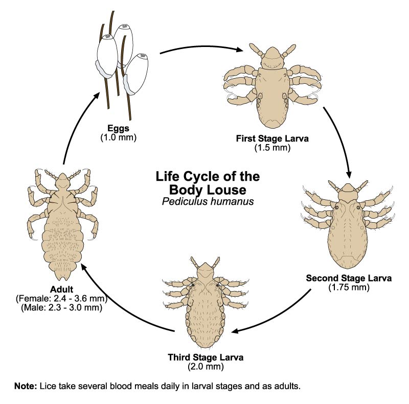 Dog Lice What They Are How To Avoid Them American Kennel Club