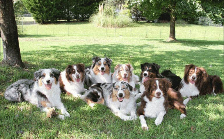 Hover Muligt Fighter 10 Things Only an Australian Shepherd Owner Would Understand – American  Kennel Club