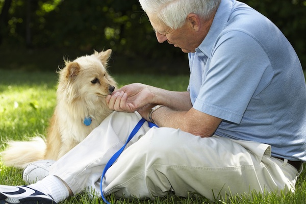 Can a diabetic dog become blind?