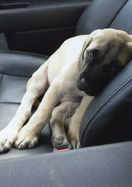 mastiff puppy in car