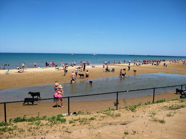 are dogs allowed on chicago beaches