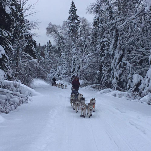 Mushing Team