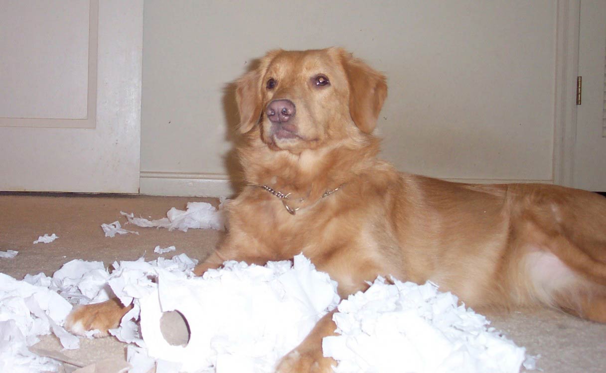 duck toller lab mix