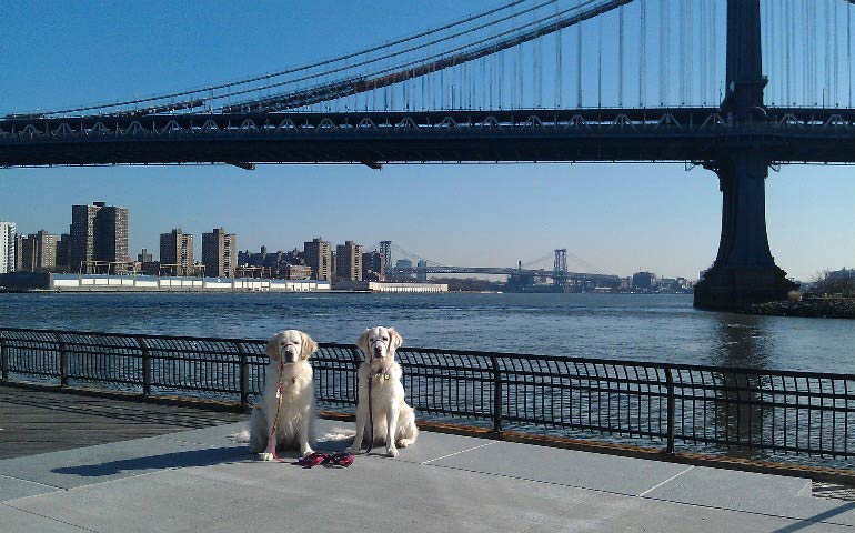 can you take a dog on the nyc ferry