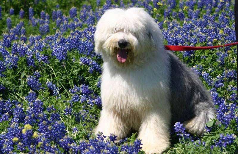 big fluffy white and grey dog