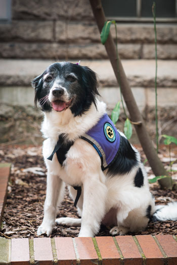 Penny the Therapy Dog from Pittsburgh