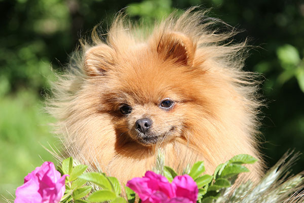 Pomeranian portrait