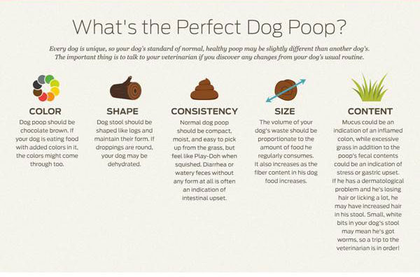 What Your Dogs Poop Says About His Health
