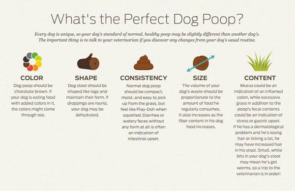 How to Tell If Your Dog s Poop Is Healthy American Kennel Club