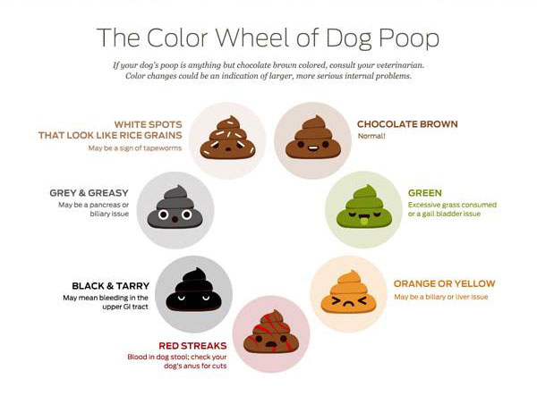 What Your Dog’s Poop Says About His Health