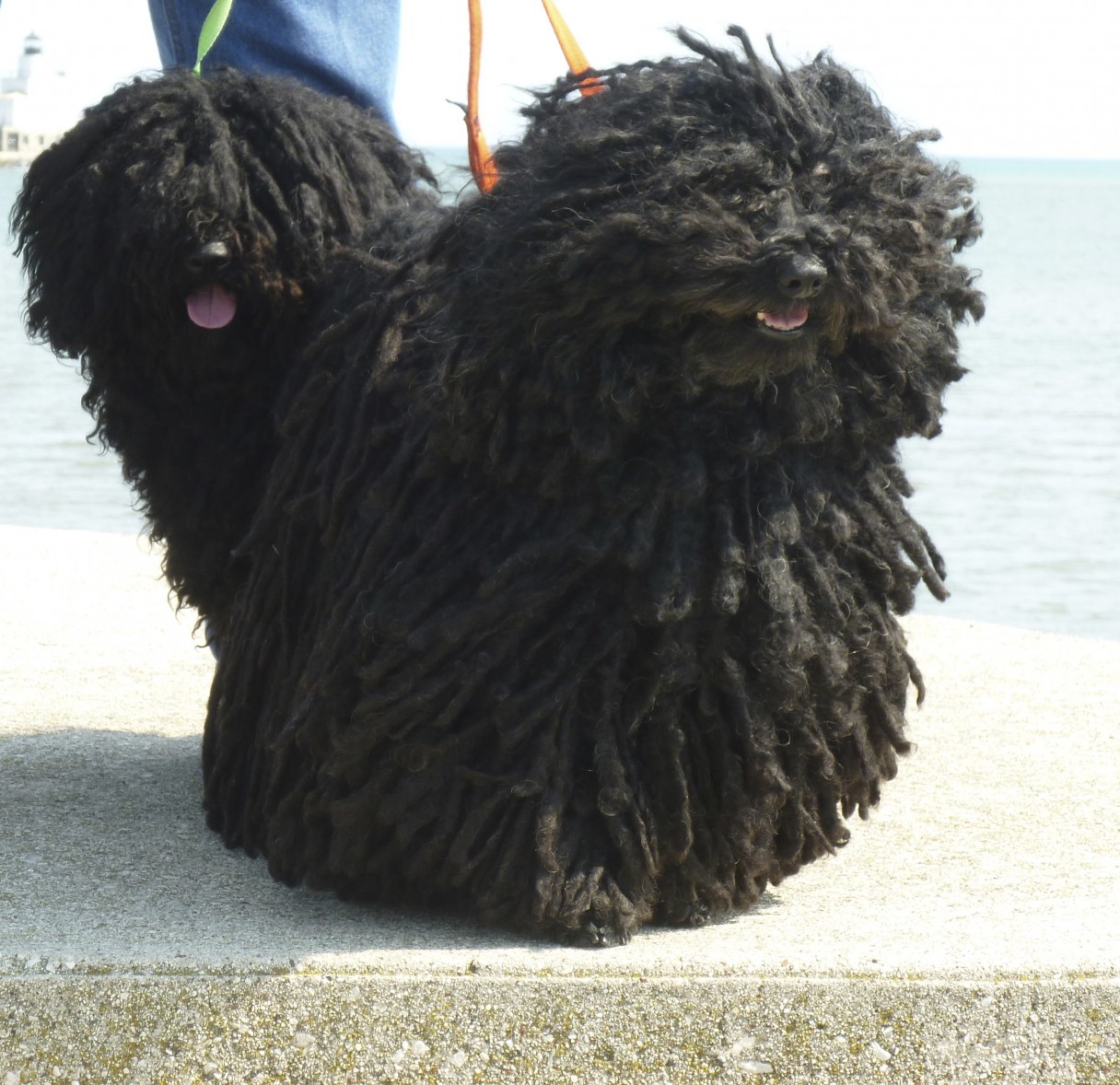 puli poodle