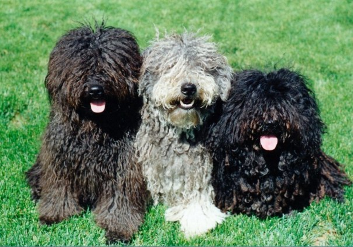 puli poodle