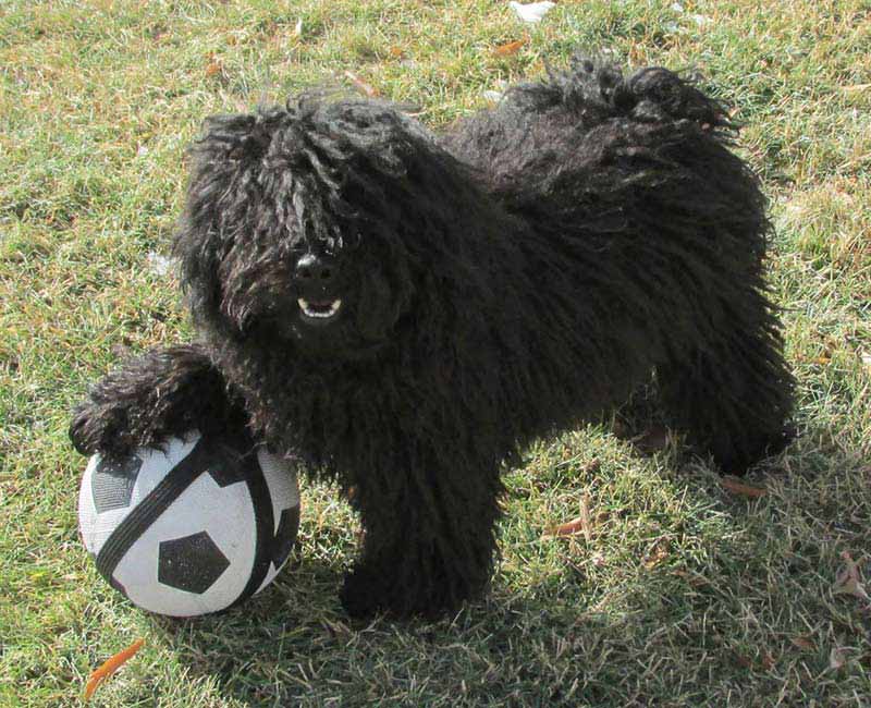 puli poodle