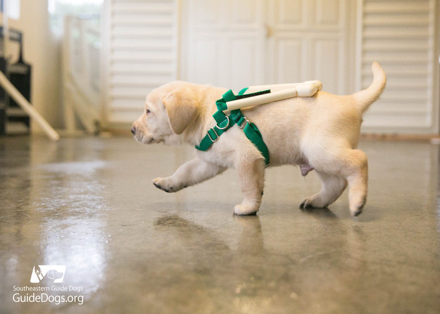 how long to train a guide dog