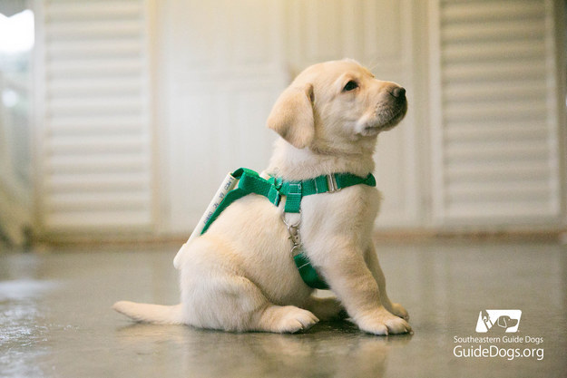 Puppy sitting in harness