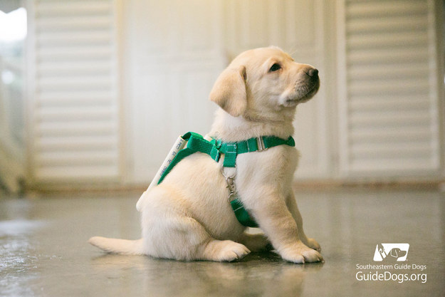 puppy in harness