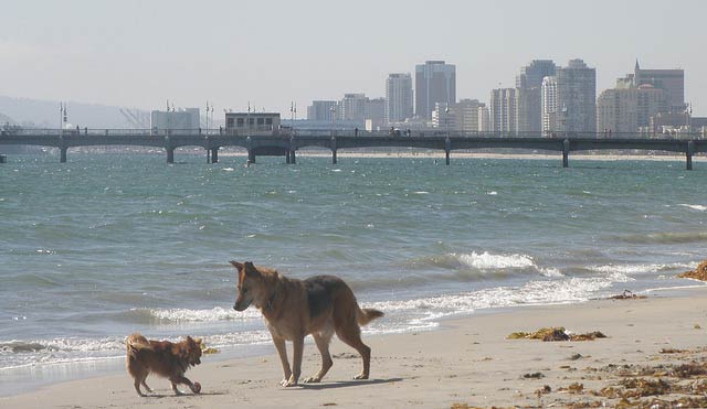 rosie_s_dog_beach