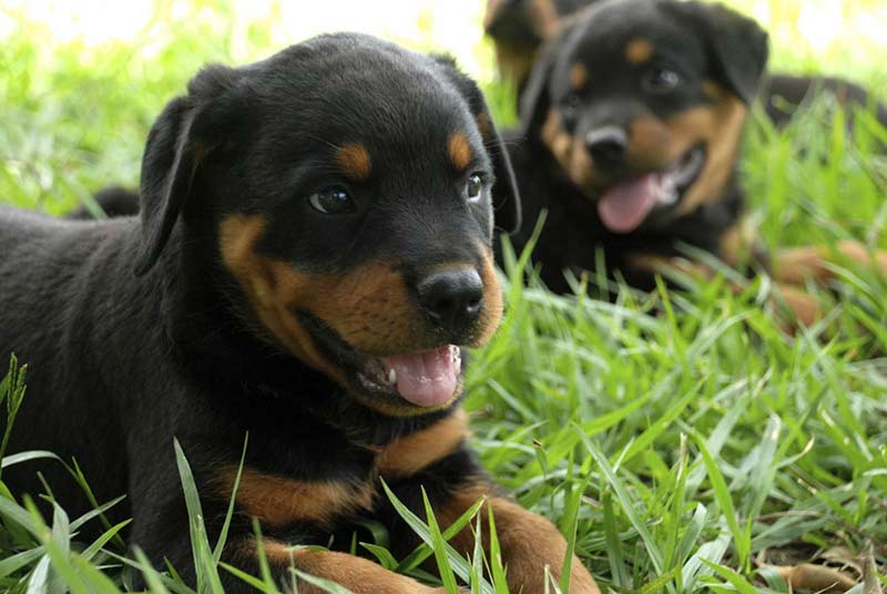 rottweiler puppies