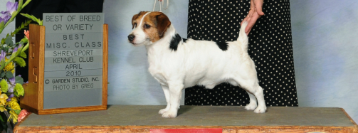 russell terrier 